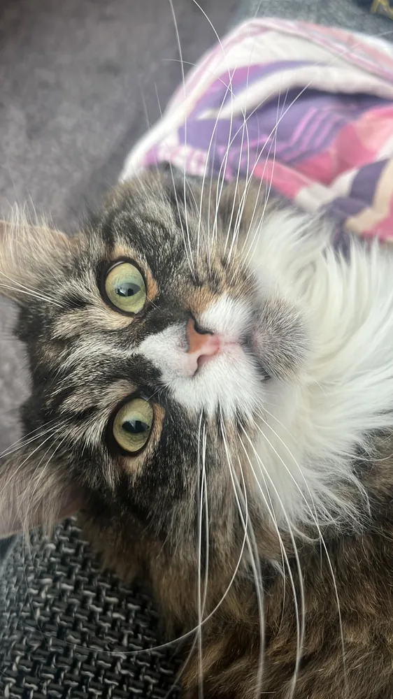 Haru, unser Kater